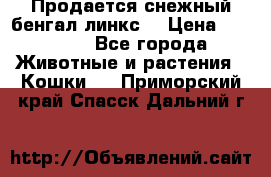 Продается снежный бенгал(линкс) › Цена ­ 25 000 - Все города Животные и растения » Кошки   . Приморский край,Спасск-Дальний г.